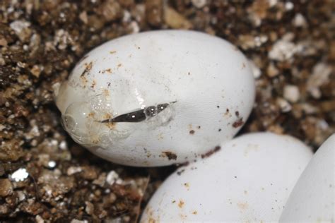 Snake Eggs – What You Need to Know [and Do] .